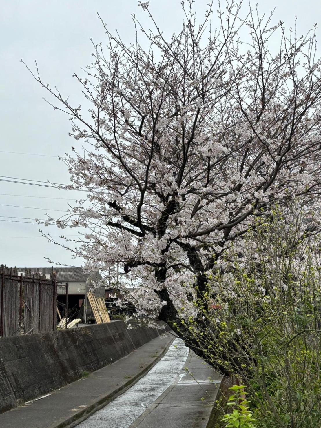 Guesthouse Sakichi Beppu Exterior photo